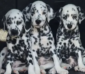 1-3 months Female Purebred Dalmatian