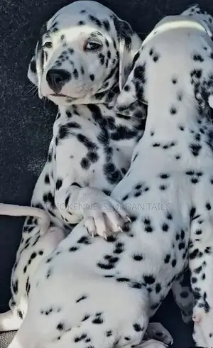 1-3 months Female Purebred Dalmatian