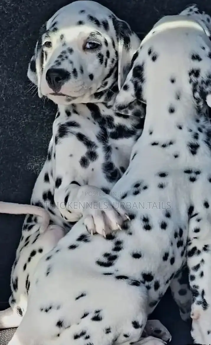 1-3 months Female Purebred Dalmatian