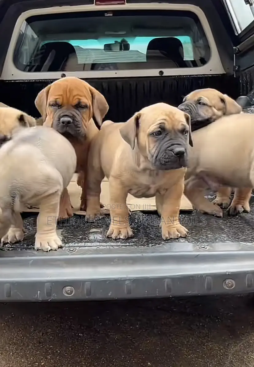 1-3 months Male Purebred Boerboel