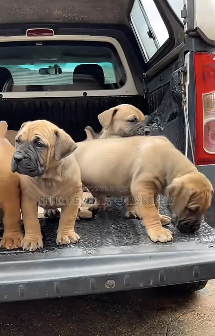 1-3 months Male Purebred Boerboel