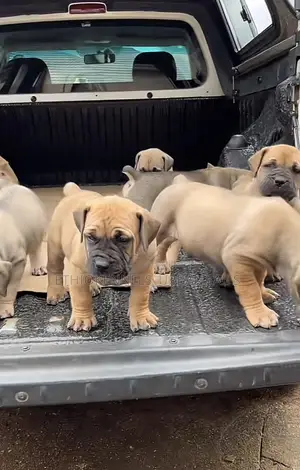 1-3 months Male Purebred Boerboel