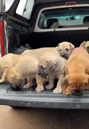 1-3 months Male Purebred Boerboel