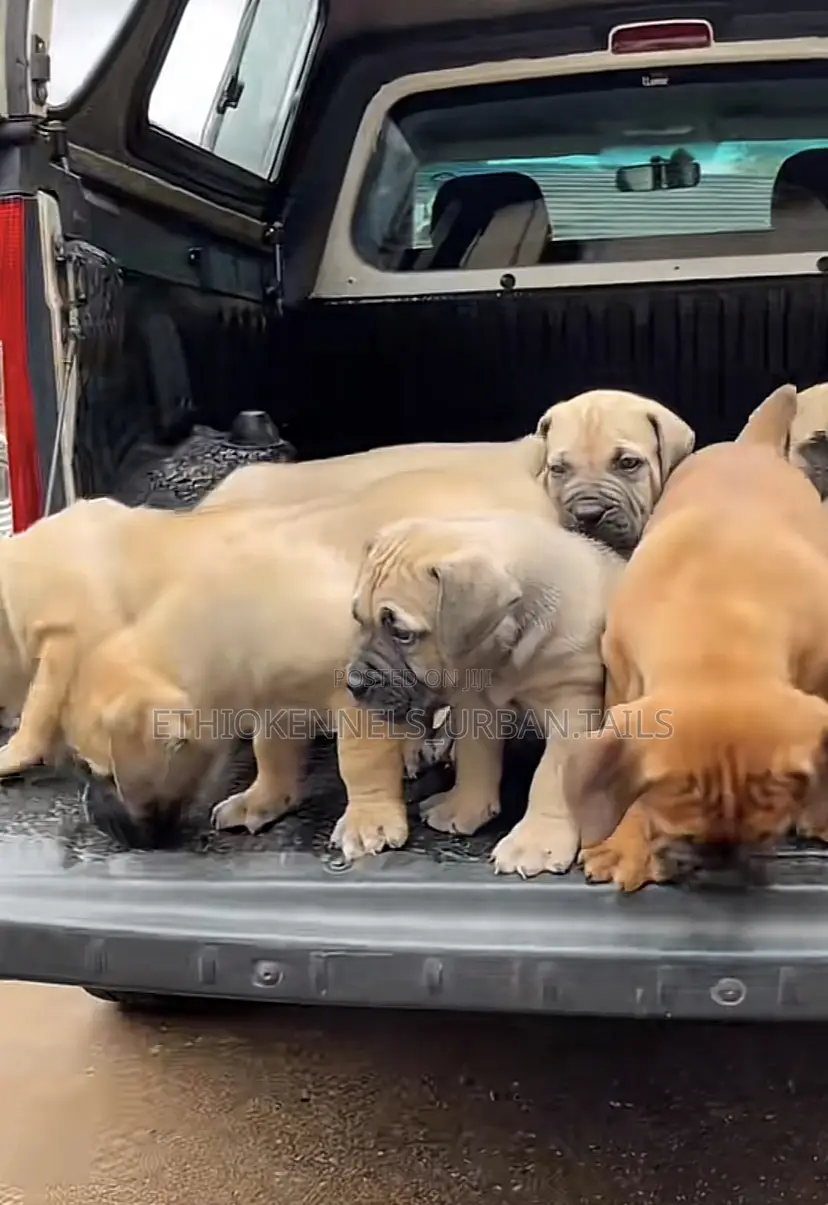 1-3 months Male Purebred Boerboel