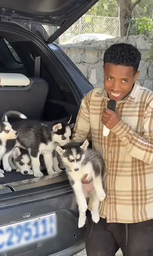 Photo - 1-3 months Male Purebred Siberian Husky