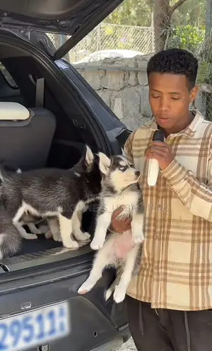 1-3 months Male Purebred Siberian Husky