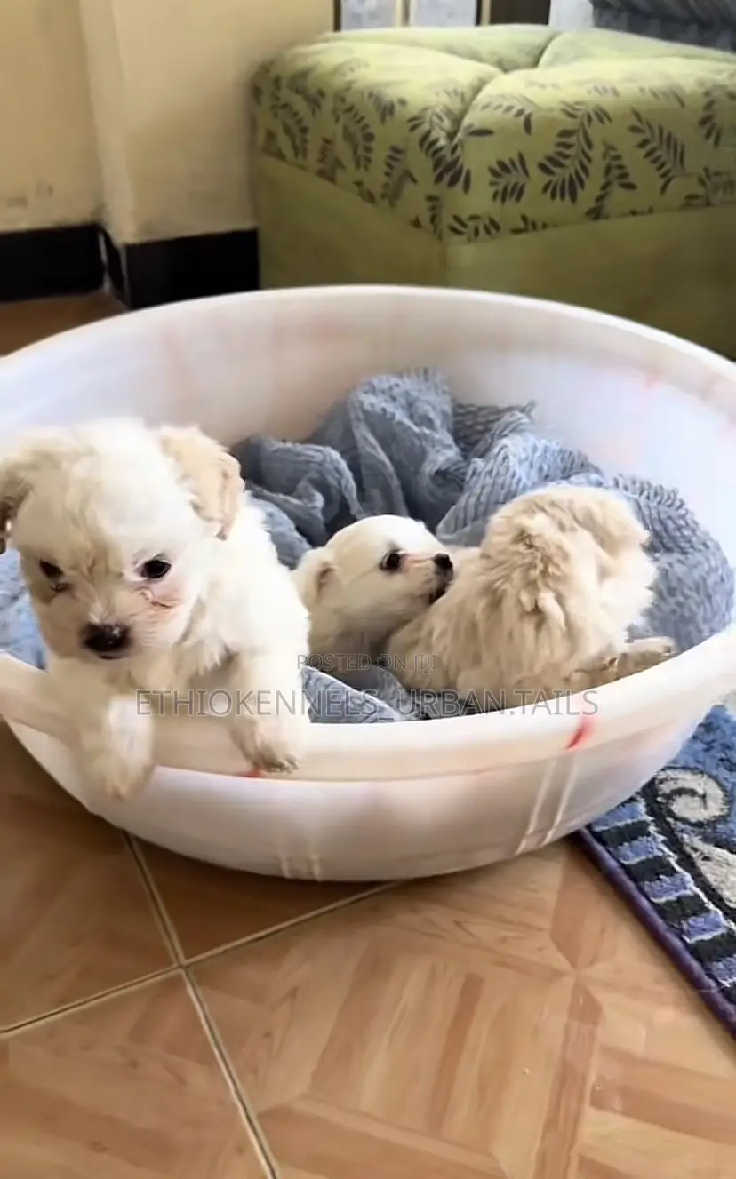 1-3 months Male Purebred Maltese