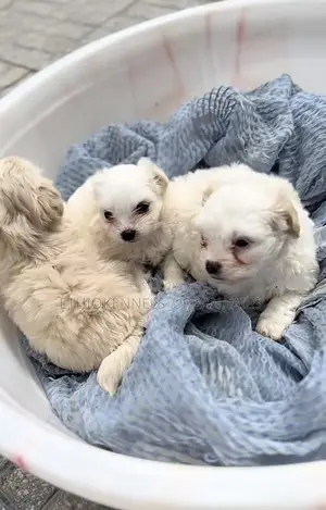 1-3 months Male Purebred Maltese