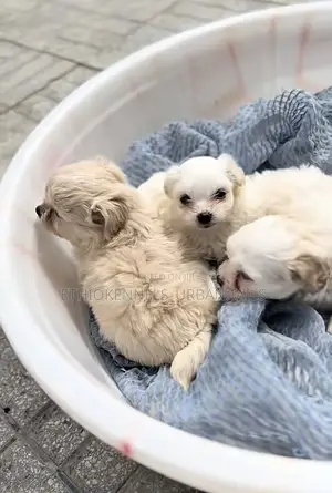 1-3 months Male Purebred Maltese