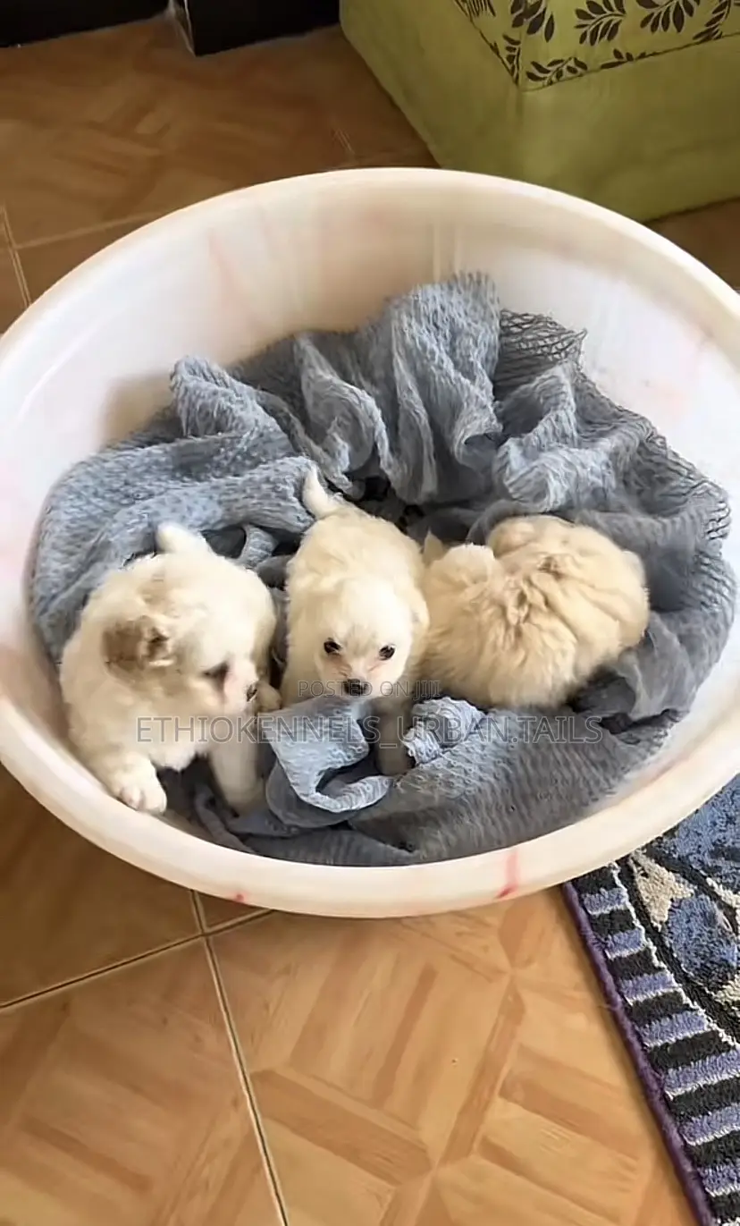 1-3 months Male Purebred Maltese