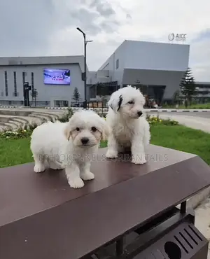 1-3 months Male Purebred Maltese