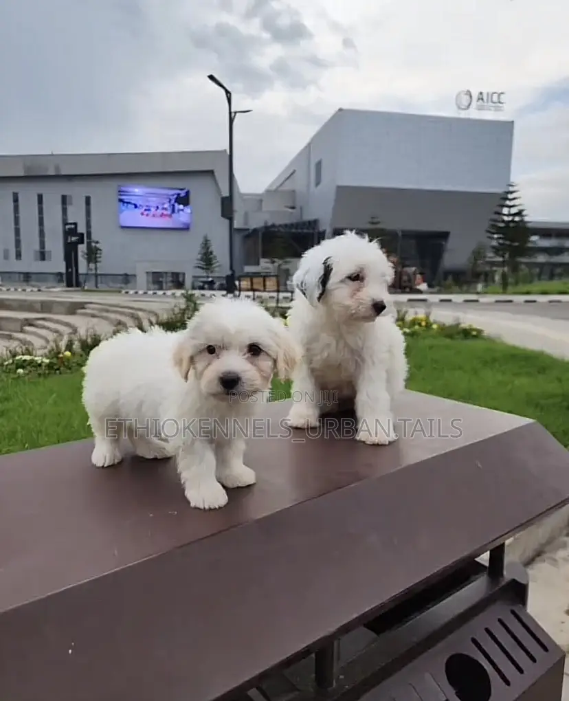 1-3 months Male Purebred Maltese