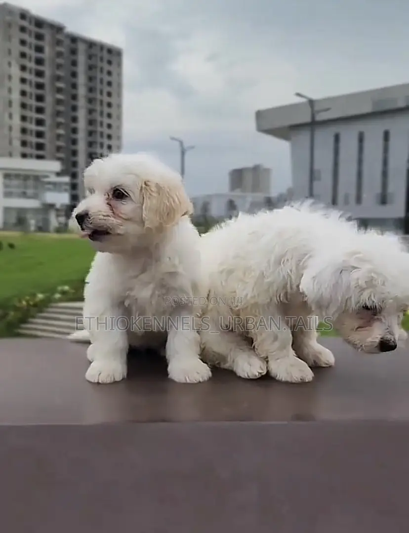 1-3 months Male Purebred Maltese