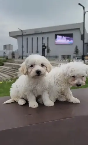 1-3 months Male Purebred Maltese