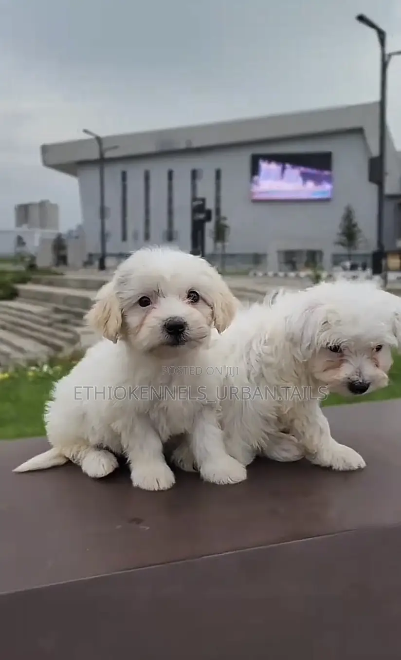 1-3 months Male Purebred Maltese