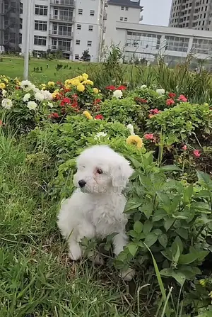Photo - 1-3 months Male Purebred Maltese