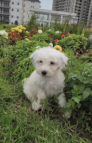 1-3 months Male Purebred Maltese