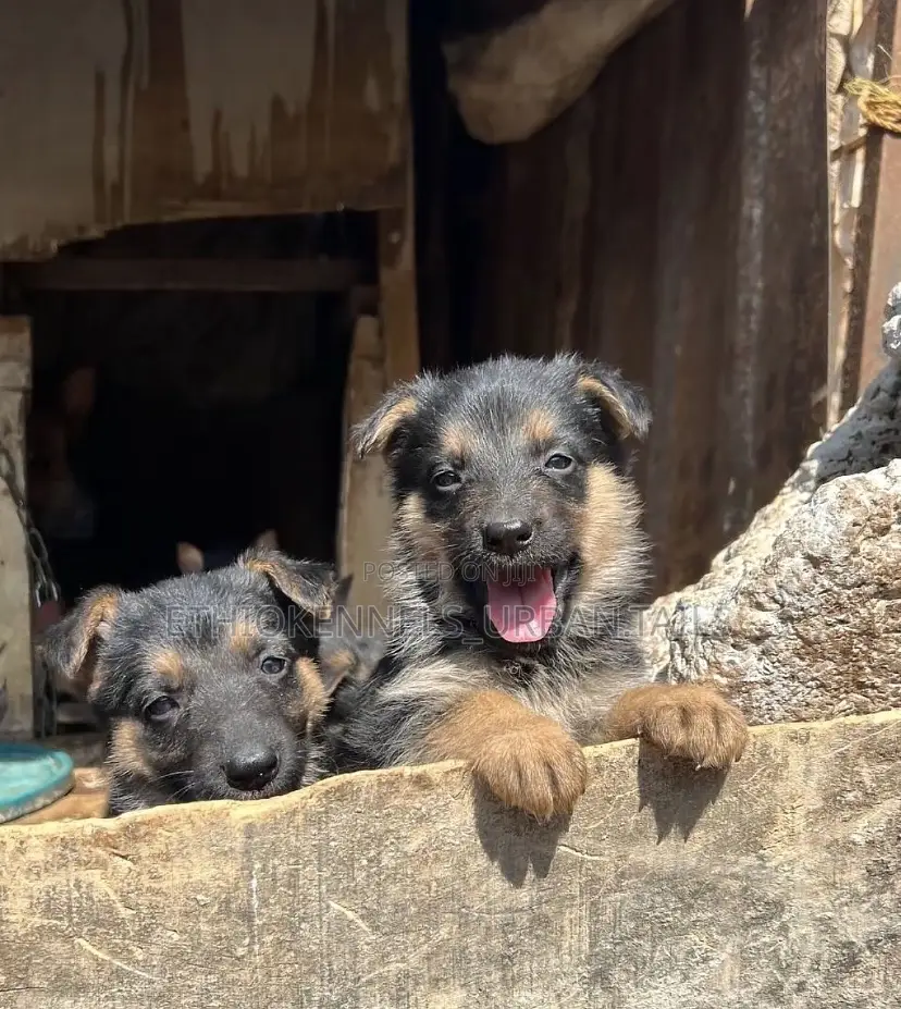 1-3 months Male Purebred German Shepherd
