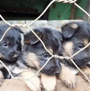1-3 months Male Purebred German Shepherd