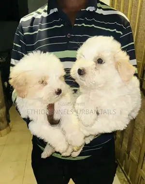 Photo - 1-3 months Male Purebred Maltese