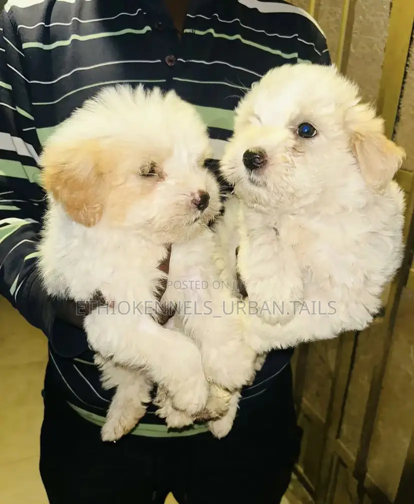 1-3 months Male Purebred Maltese