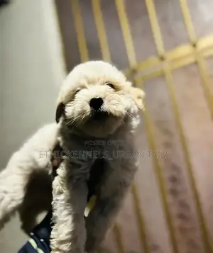 1-3 months Male Purebred Maltese