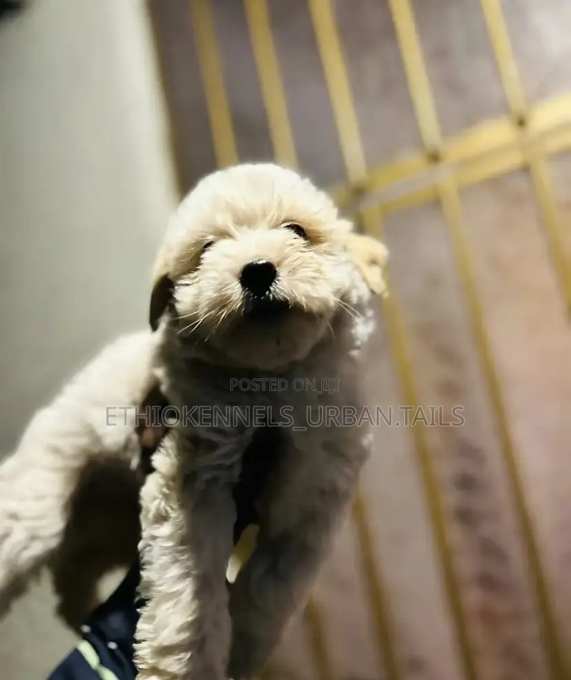 1-3 months Male Purebred Maltese