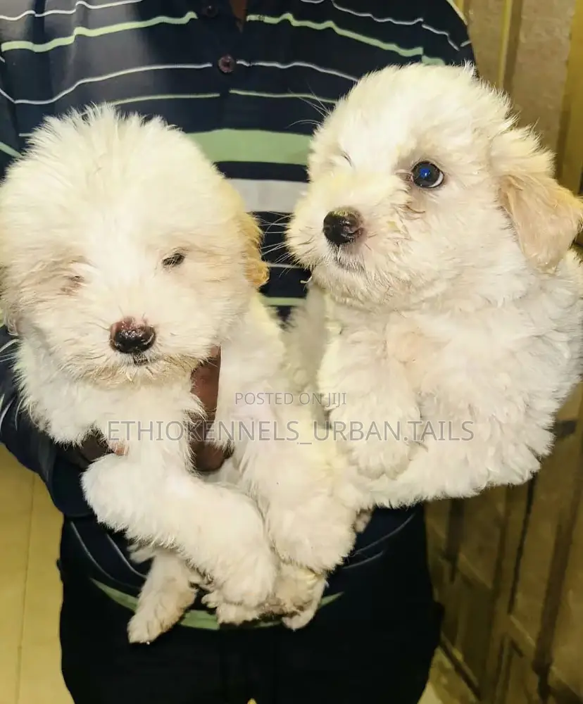 1-3 months Male Purebred Maltese