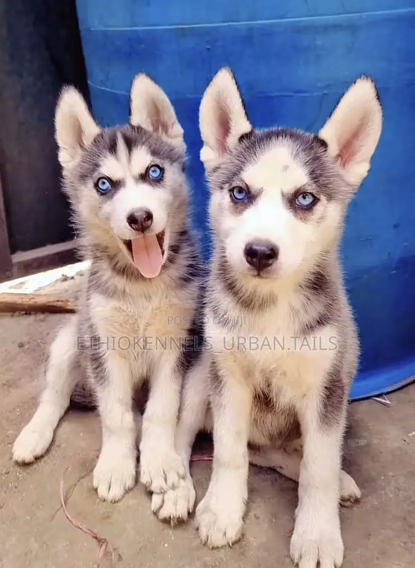 1-3 months Male Purebred Siberian Husky