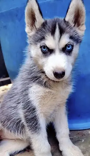 1-3 months Male Purebred Siberian Husky