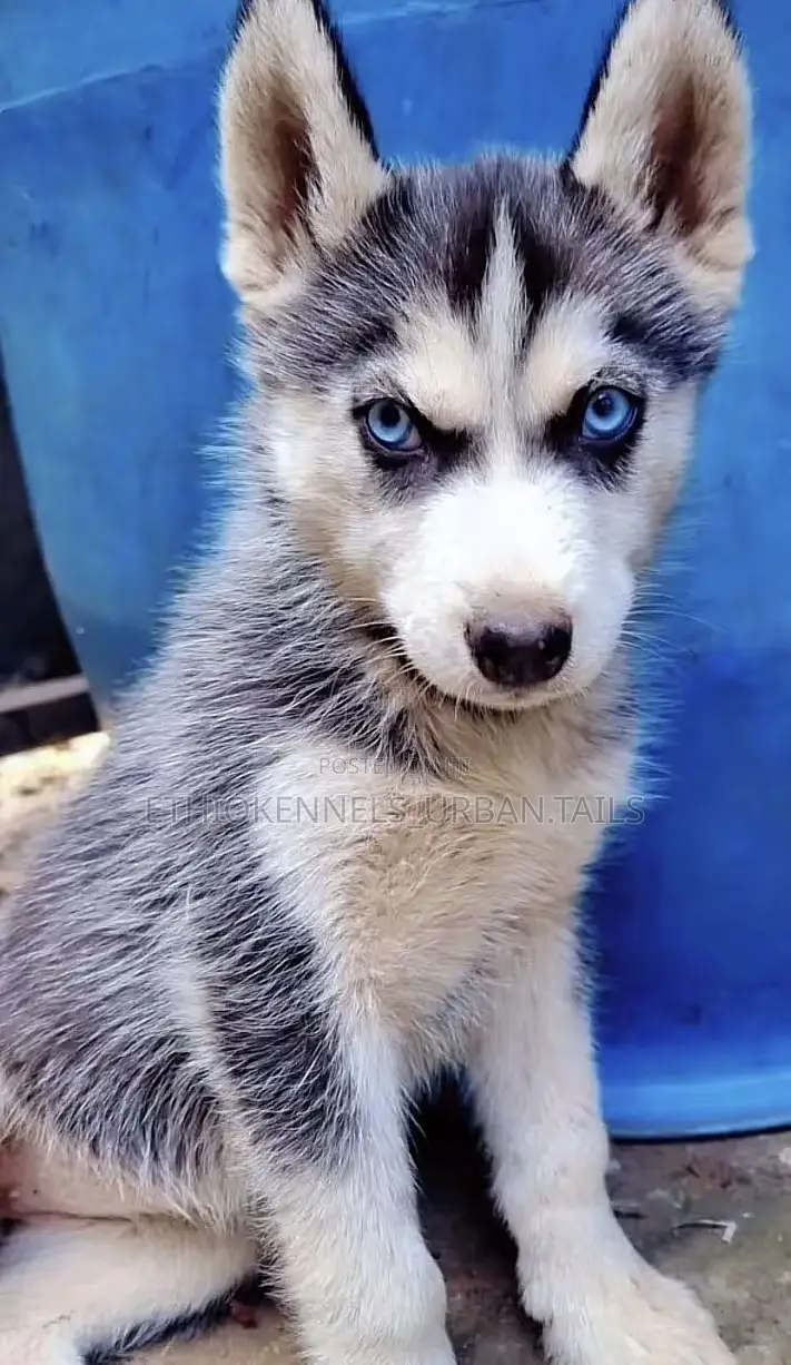 1-3 months Male Purebred Siberian Husky