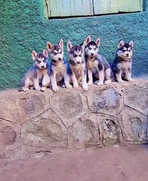 Photo - 1-3 months Male Purebred Siberian Husky