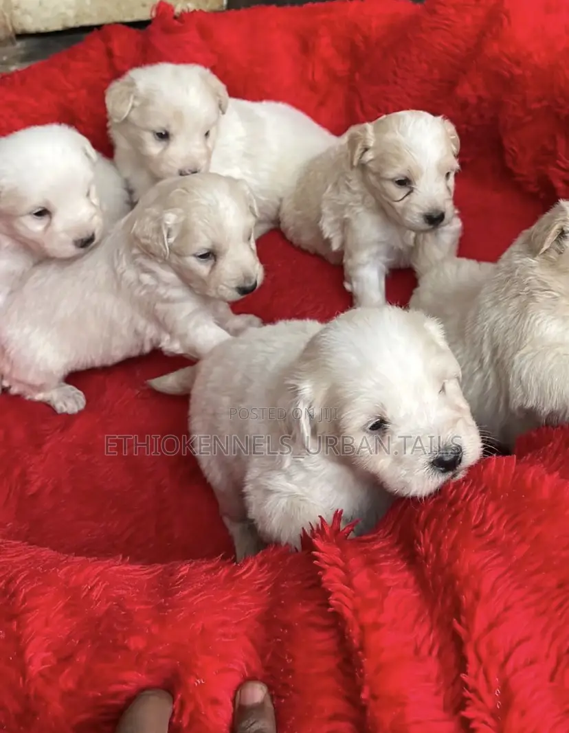 1-3 months Male Purebred Maltese