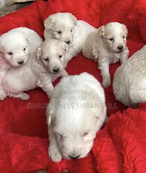 1-3 months Male Purebred Maltese