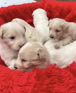 1-3 months Male Purebred Maltese