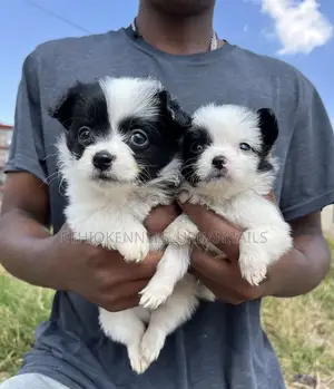 1-3 months Male Mixed Breed Maltese