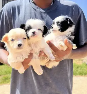 Photo - 1-3 months Male Mixed Breed Maltese
