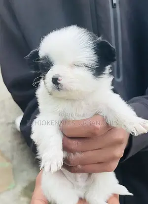 1-3 months Male Mixed Breed Maltese
