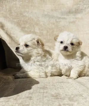 Photo - 1-3 months Male Purebred Maltese