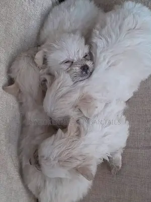 1-3 months Male Purebred Maltese