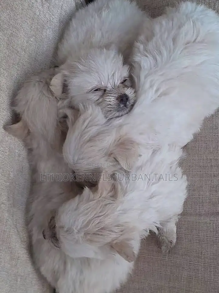 1-3 months Male Purebred Maltese