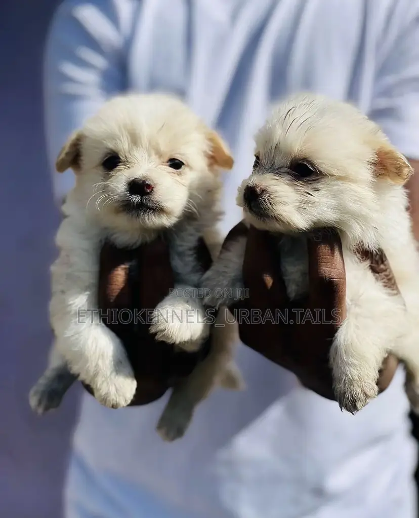 1-3 months Male Purebred Maltese