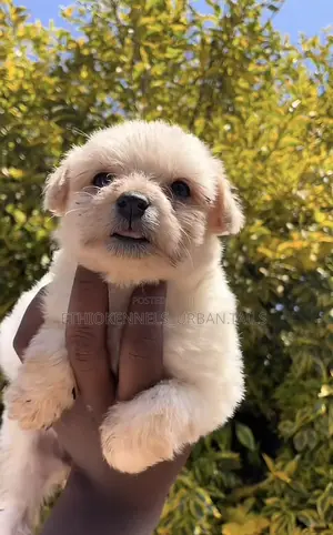 1-3 months Male Purebred Maltese
