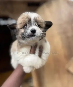 1-3 months Male Mixed Breed Maltese