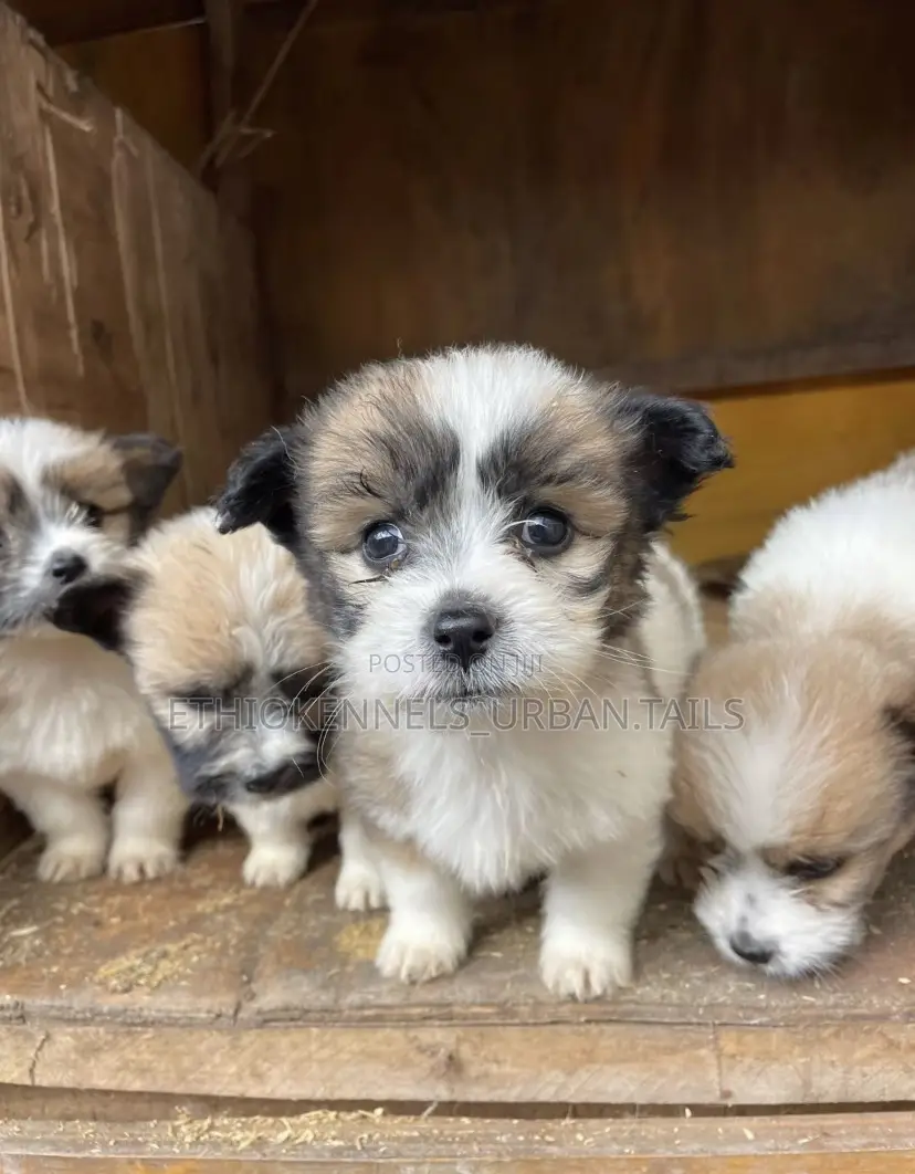 1-3 months Male Mixed Breed Maltese