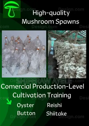 Mushroom Spawns And Cultivation Training