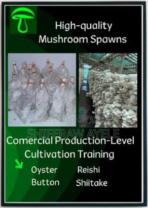 Photo - Mushroom Spawns And Cultivation Training