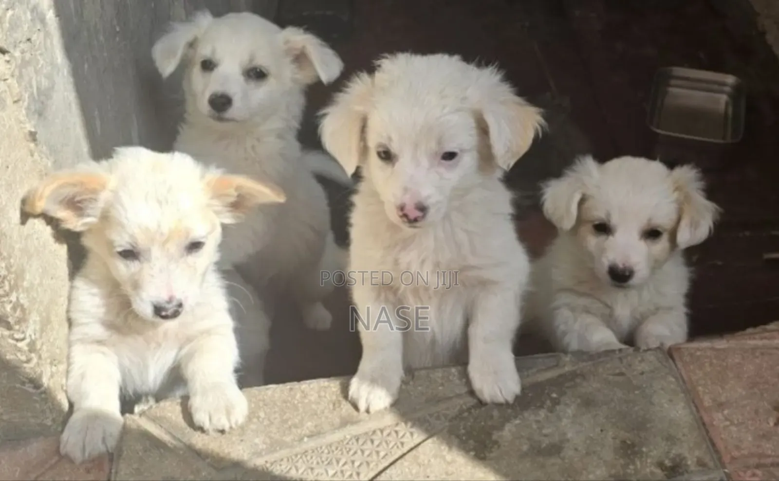 1-3 months Male Mixed Breed Maltese