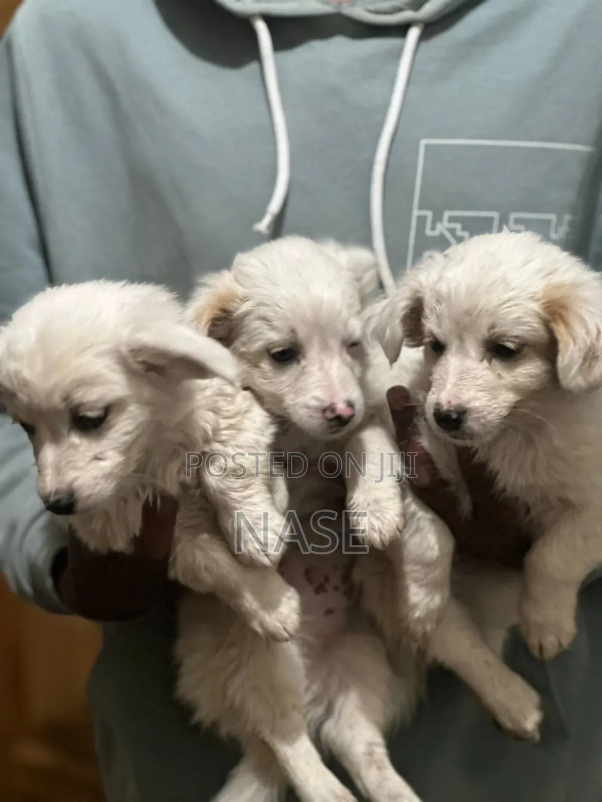 1-3 months Male Mixed Breed Maltese