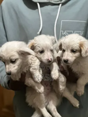 1-3 months Male Mixed Breed Maltese